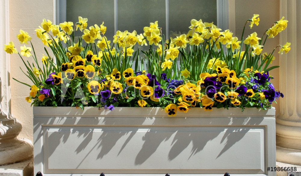Annuals
