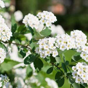 Shrubs
