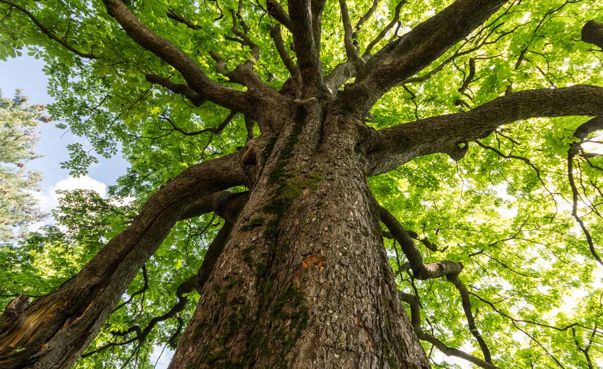 Trees