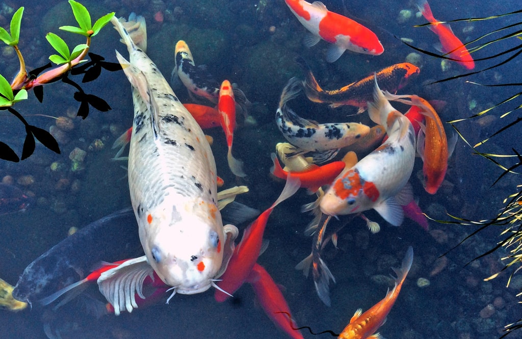 bb-pond-koi